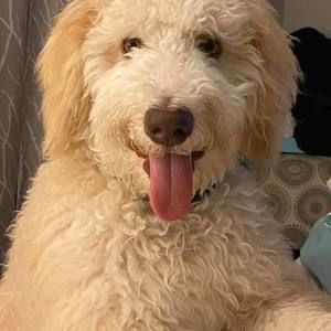 Meet your Posher, Dennette